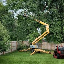 Professional  Tree Services in Seminole, OK